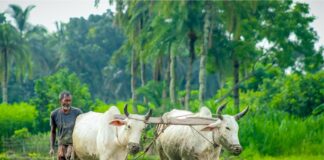 বাংলার সংস্কৃতি ও লোকজীবন Culture and folk life of Bengal