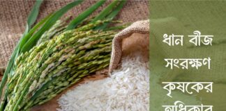 ধান বীজ সংরক্ষণ কৃষকের অধিকার Rice seed conservation is the farmer's right