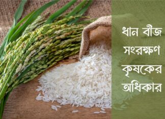 ধান বীজ সংরক্ষণ কৃষকের অধিকার Rice seed conservation is the farmer's right